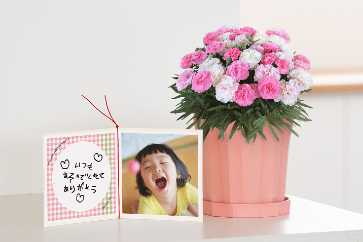 ピンクのカーネーションの鉢花とフォトギフトのセット